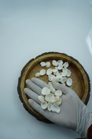 AG-SH-02-A-scaled-1.jpg white ridged sea shells