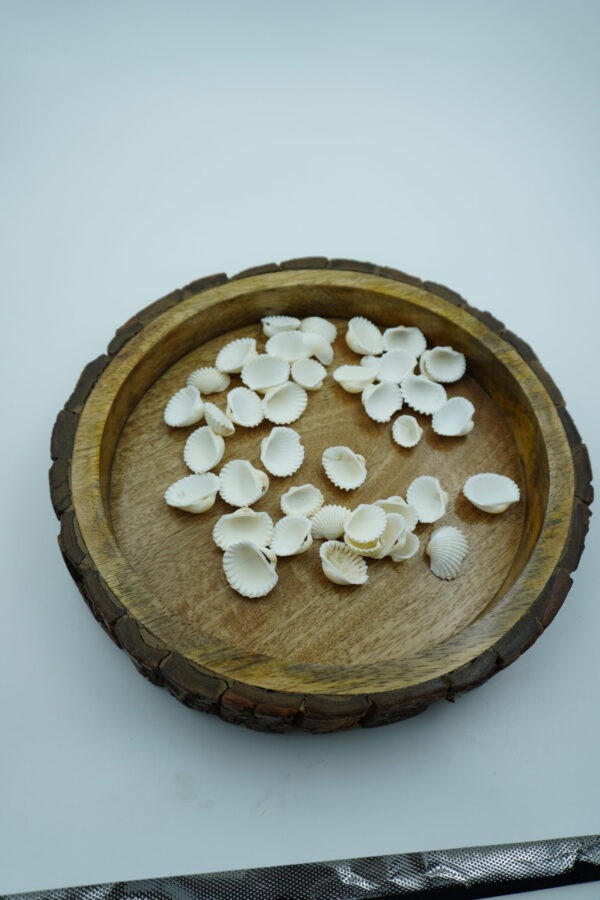 white ridged sea shells